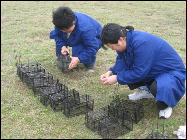 西安除鼠公司友情提示：老鼠最怕这几种气味