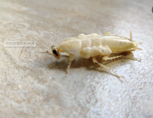 蟑螂一般是黄褐色，为什么在西安会发现一种白色的蟑螂