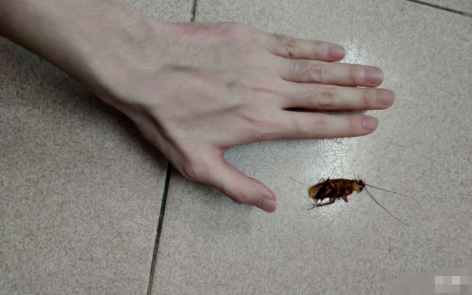 西安消杀公司专注灭蟑螂12年，说说餐厅灭蟑螂的办法