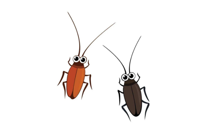 在西安家里发现两只蟑螂全给收拾了，家里还有蟑螂吗