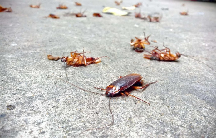 在西安，不害怕蟑螂是因为不知道蟑螂这些害处